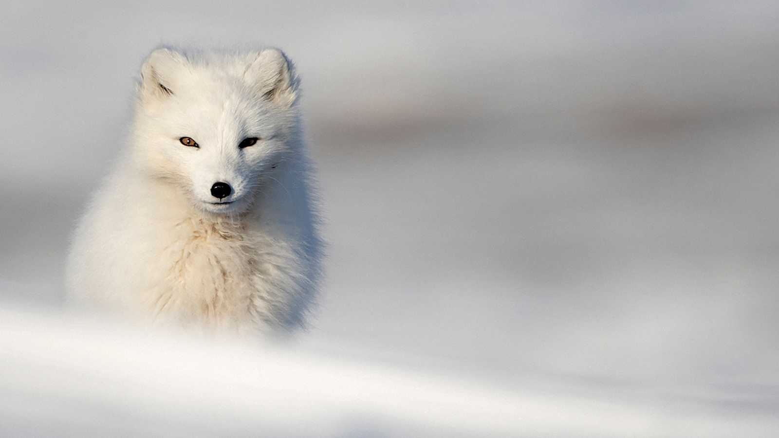 Der Polarfuchs faszinierte den Gründer Åke Nordin so sehr, dass er seine Firma für Outdoor- Ausrüstung nach dem schwedischen Wort für den kleinen Überlebenskünstler benannte: Fjällräven.