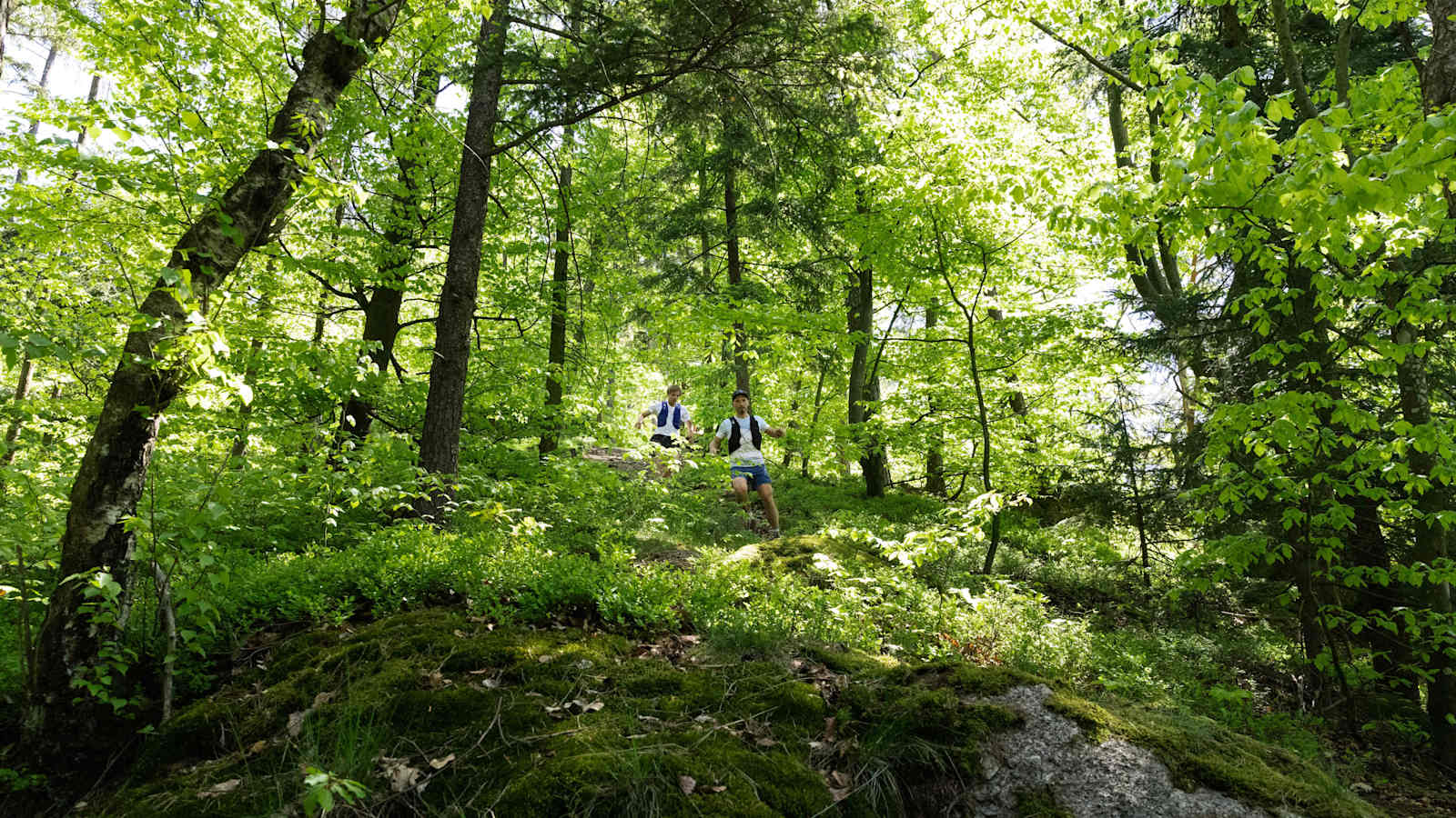 Grüne Hügel und natürliche Waldlandschaften prägen das Bild des Donausteigs