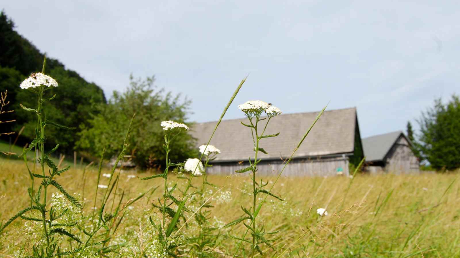 Die Schafgarbe zählt zur Familie der Korbblüter und ist eine beliebte Heilpflanze