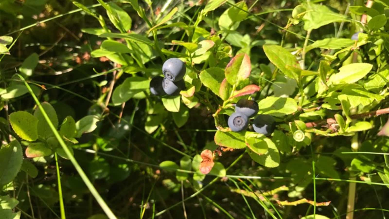 Schwarzbeere – blaue Finger und Lippen inklusive.