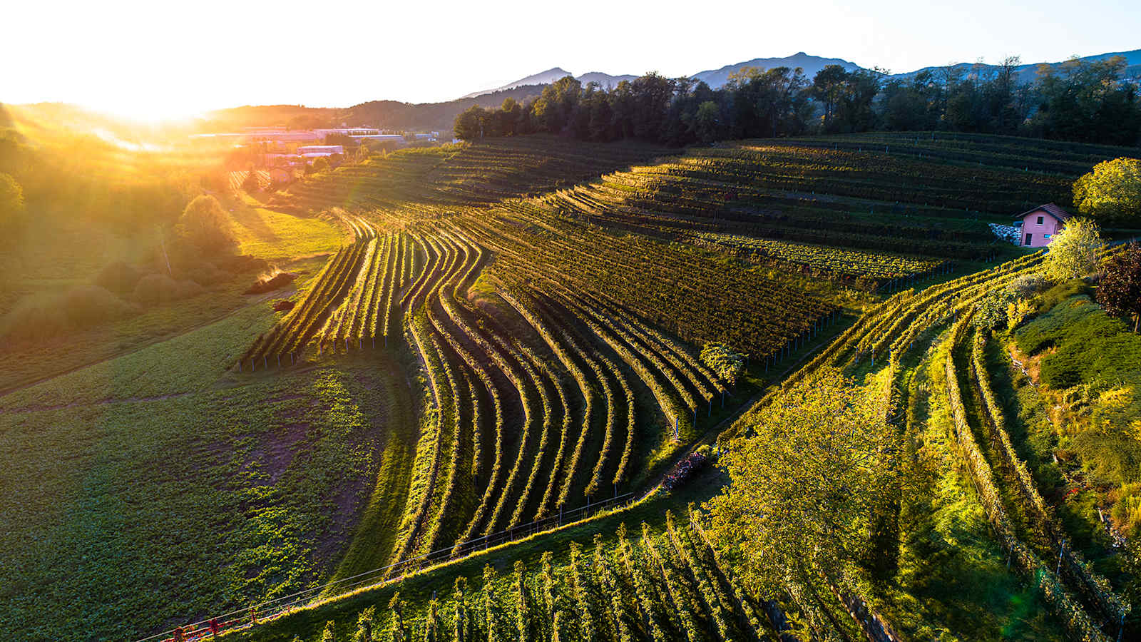 Die Weinberge im Mendrisiotto laden zum Spazieren und Wandern ein.