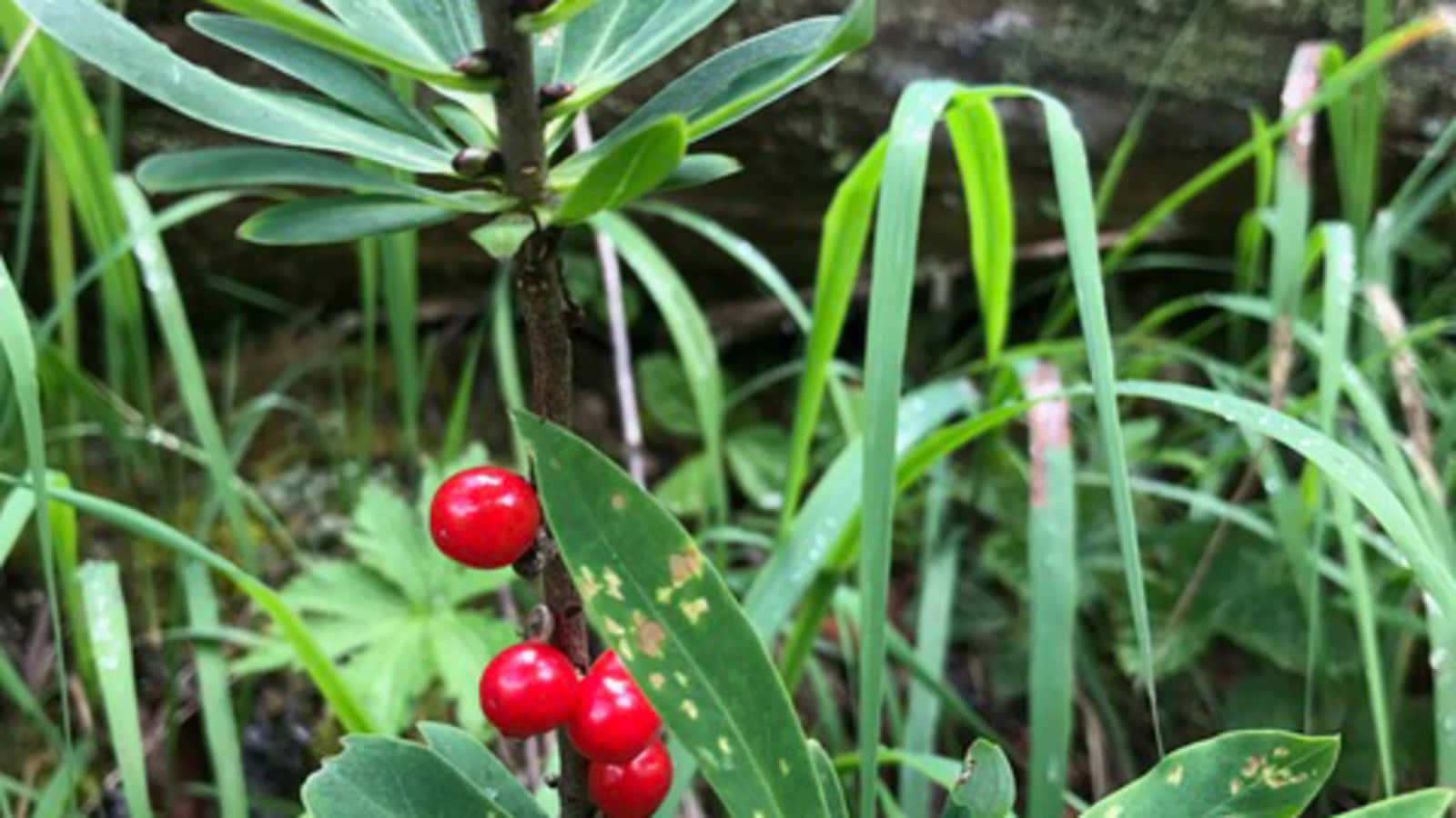 Seidelbast – so stark die Blüte duftet, so giftig ist sein Saft.