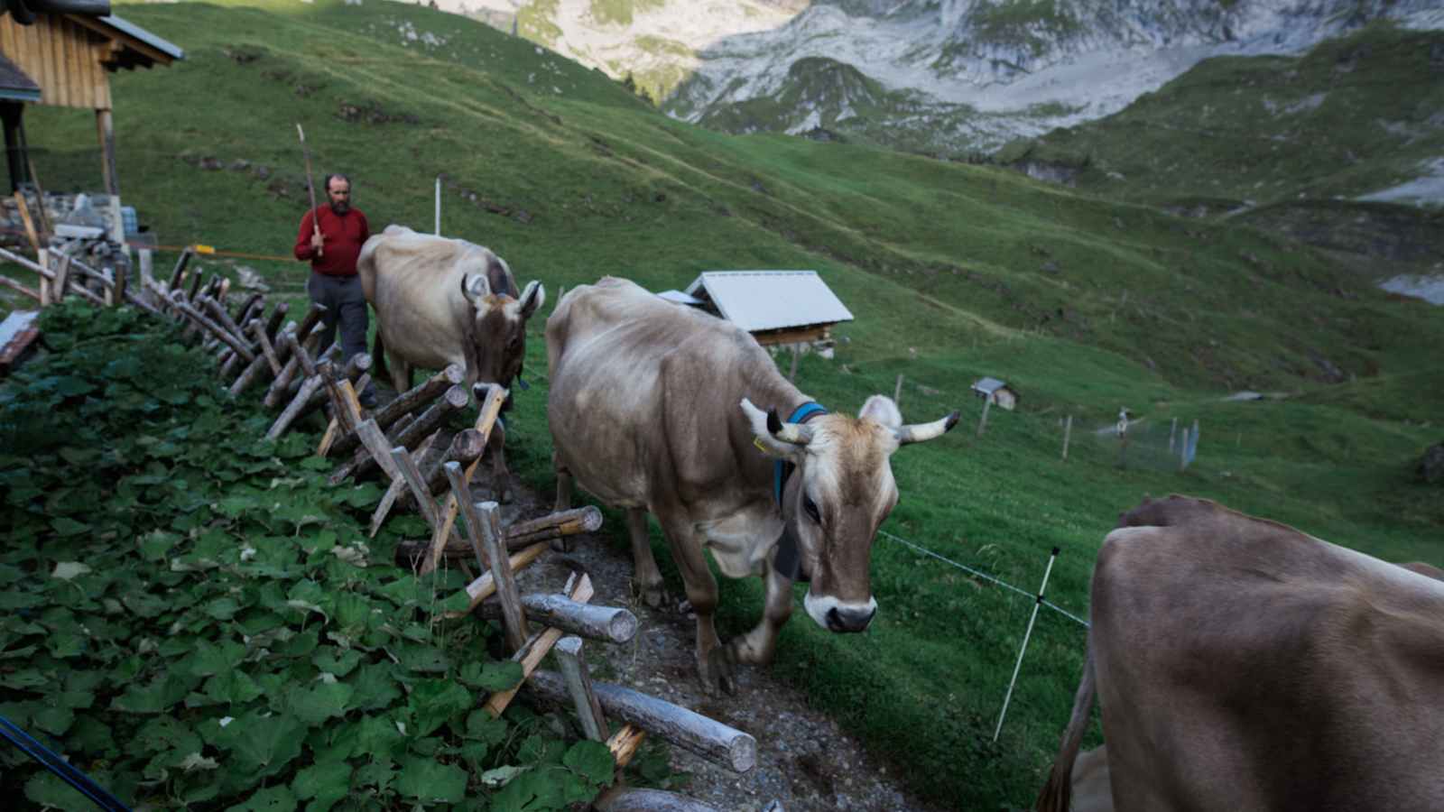 Sepp treibt die Kühe in den Stall auf der Alp Oberfeld (1.860 m)