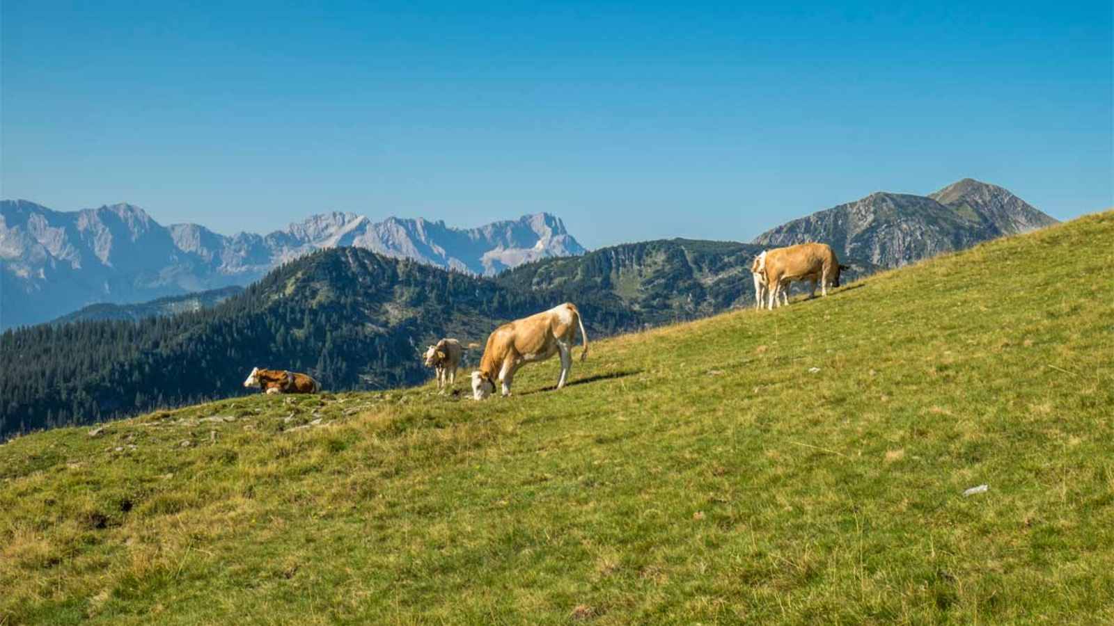 Der Anstieg auf den Simetsberg führt über schöne Almwiesen.