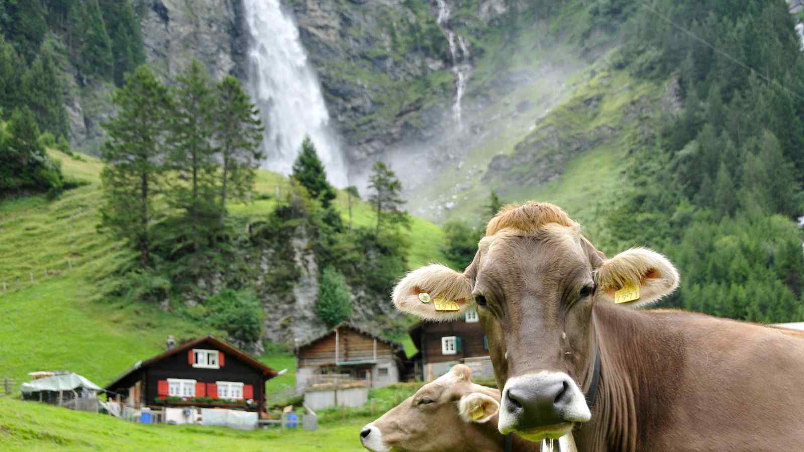 Wanderung durch das Schächental zum Stäubifall