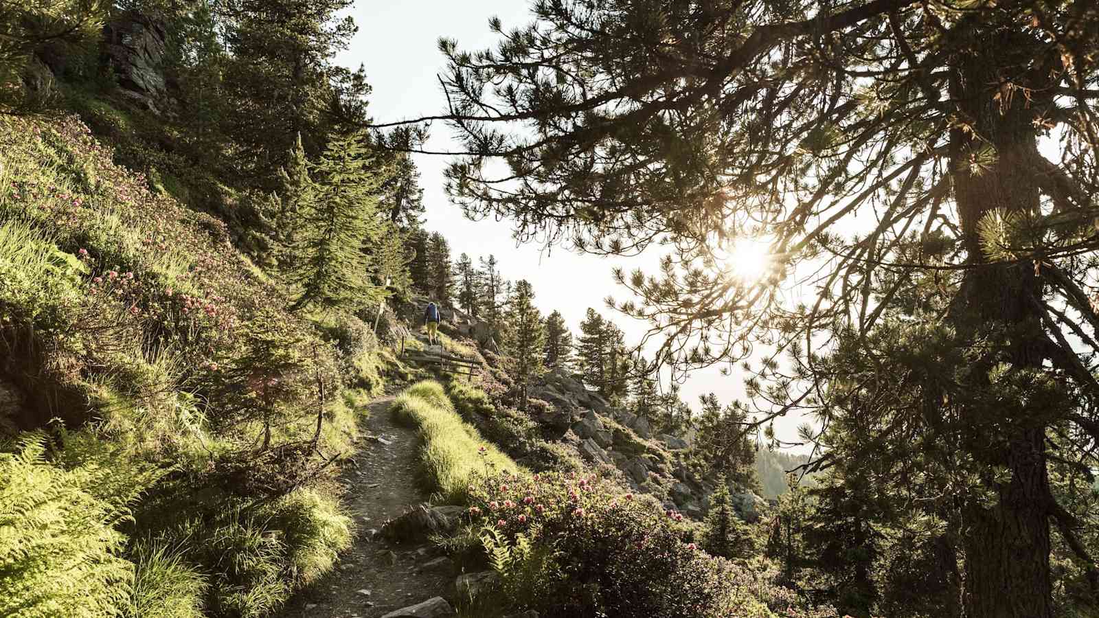 Der Zirbenweg zwischen Patscherkofel und Glungezer