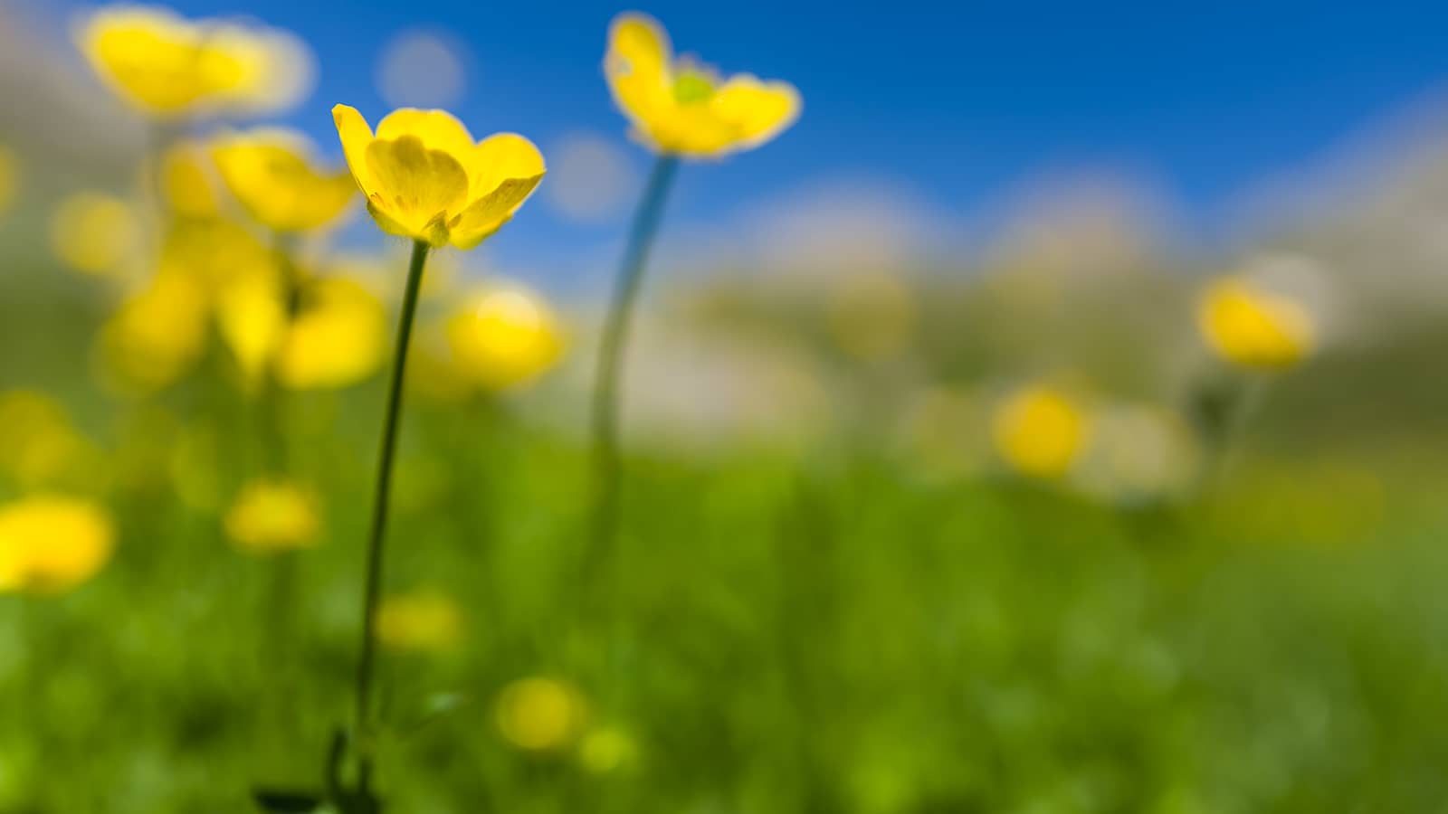 Die Schönheit liegt im Gesamtanblick, aber auch im Detail