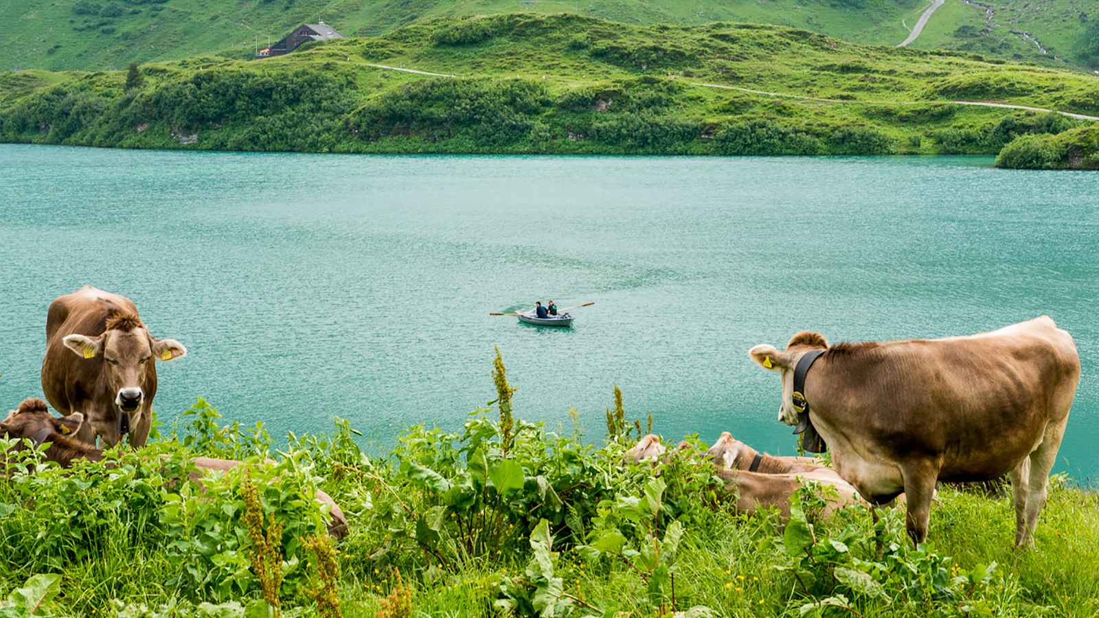 Auch den Rindern gefällts am Trübsee.