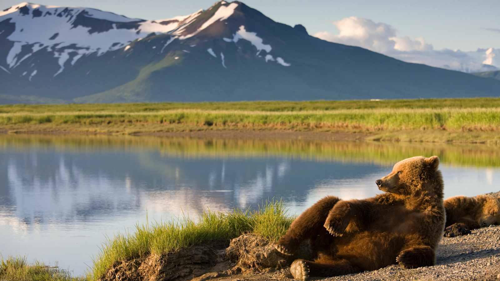 Ein Grizzly sonnt sich im Katmai-Nationapark