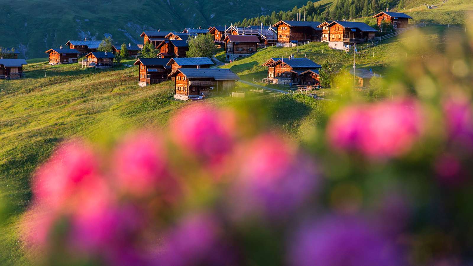 Schweizer Walsersiedlung: Ein Sommer auf der Alp