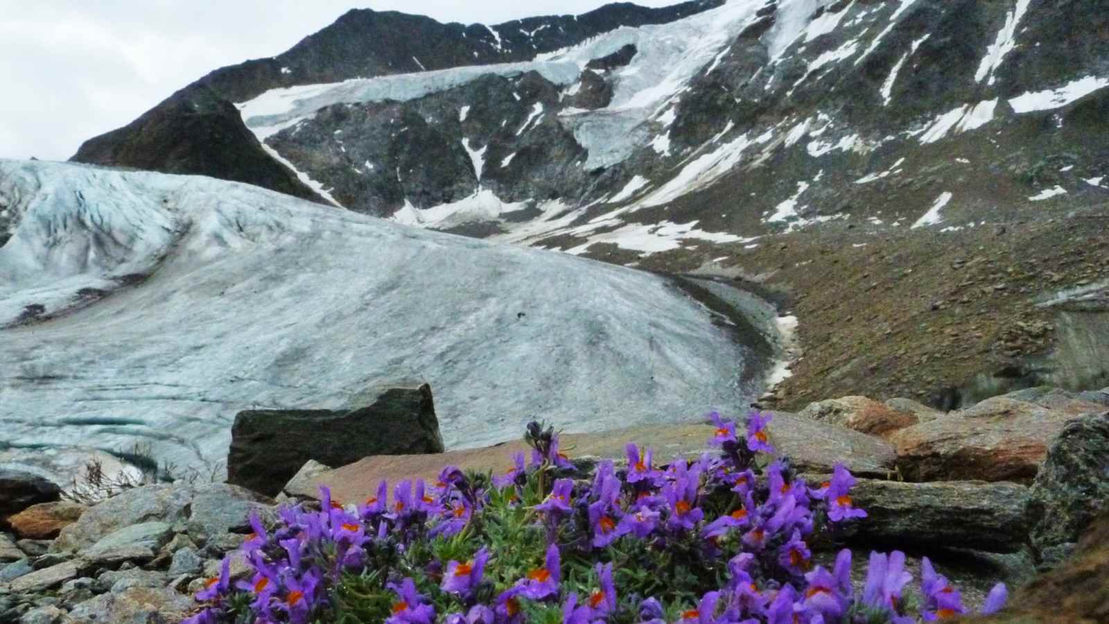 Alpenleinkraut am Taschachferner in Tirol