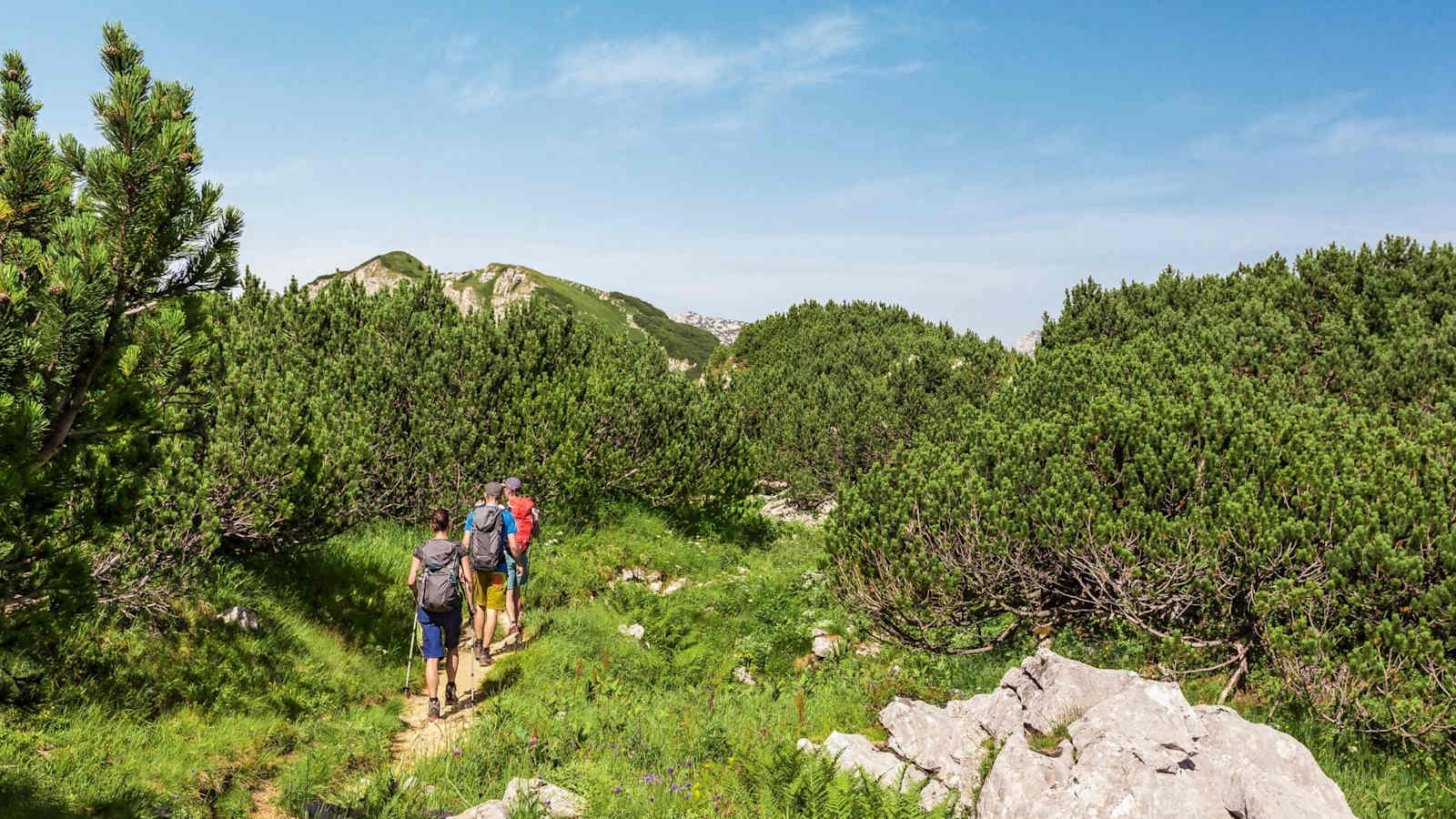 Blick auf einen Wanderweg in den Latschen des Toten Gebirges