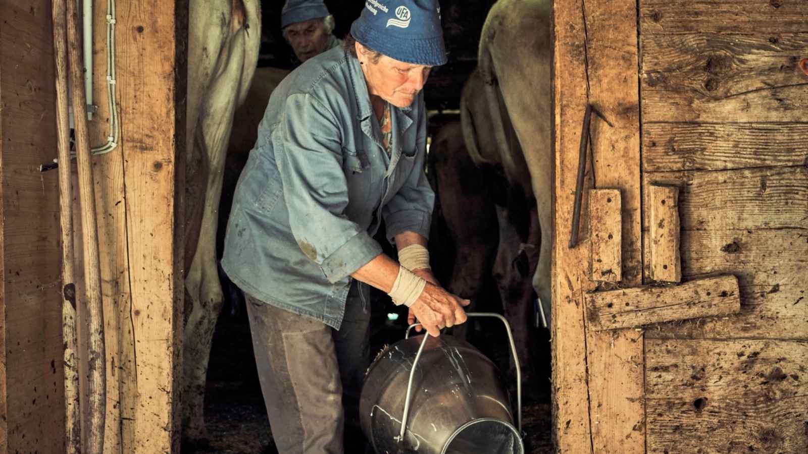 Der Bauer beim Melken der Kühe.