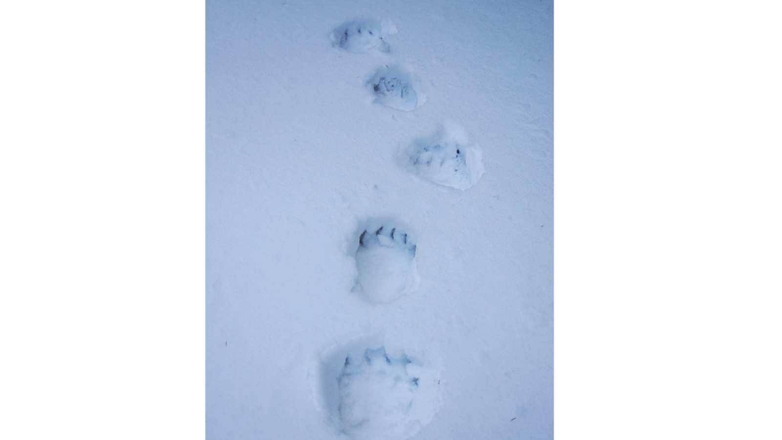 Transsilvanien: Braunbären-Spuren im Schnee