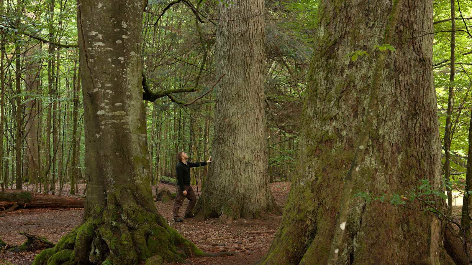 Nationalpark Bayerischer Wald