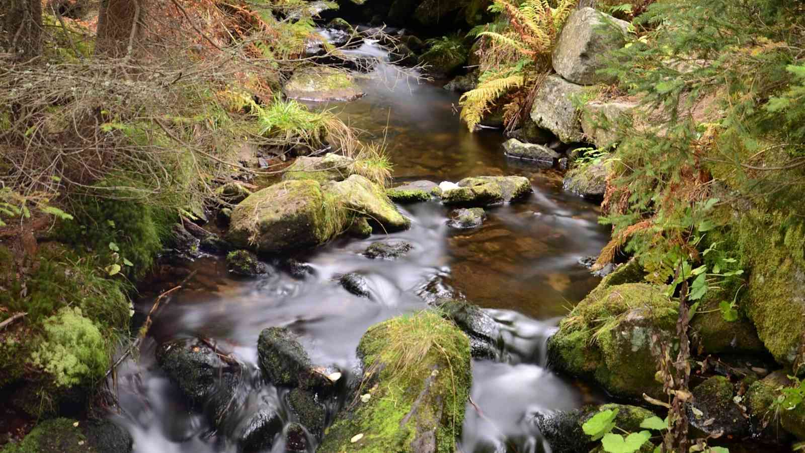 Nationalpark Bayerischer Wald