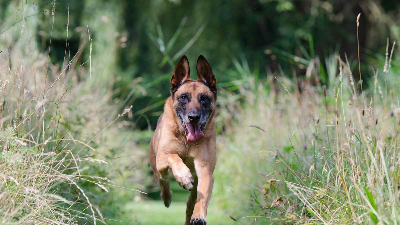 Energiegeladen: der Belgische Schäferhund