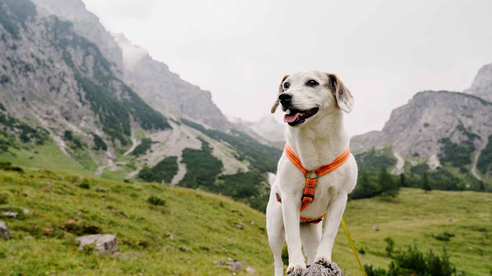 Mit dem Hund am Berg unterwegs.