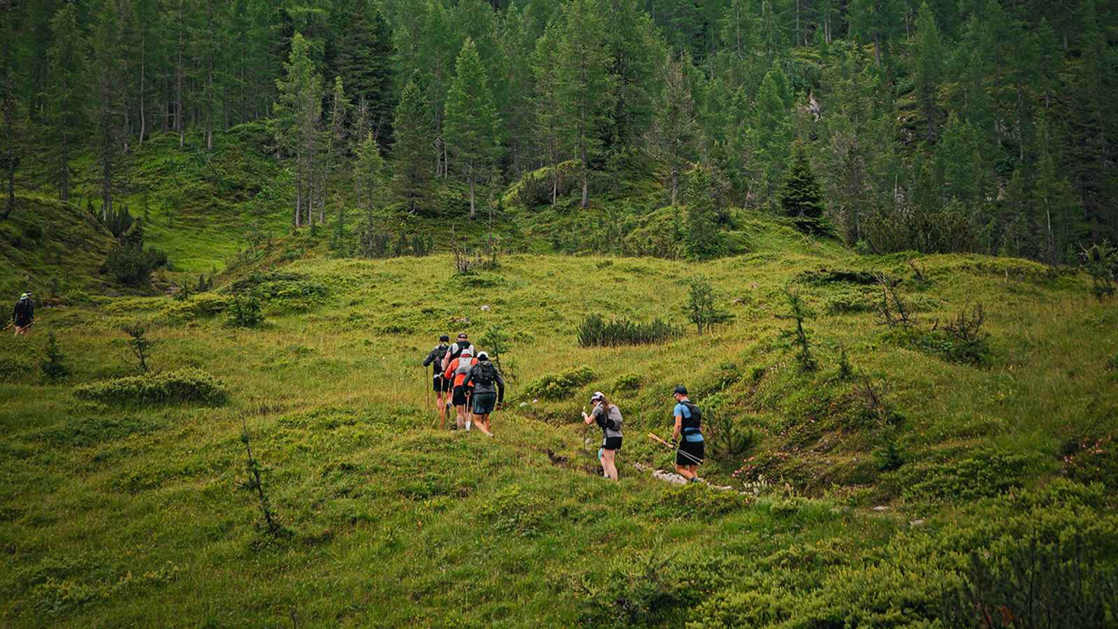 Vier Trailrunner und eine Trailrunnerin laufen einen Waldweg hinauf.