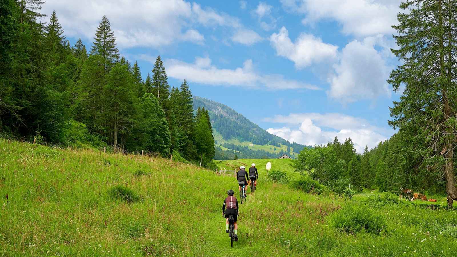 Die Radfahrer fahren auf einem Wiesenweg.