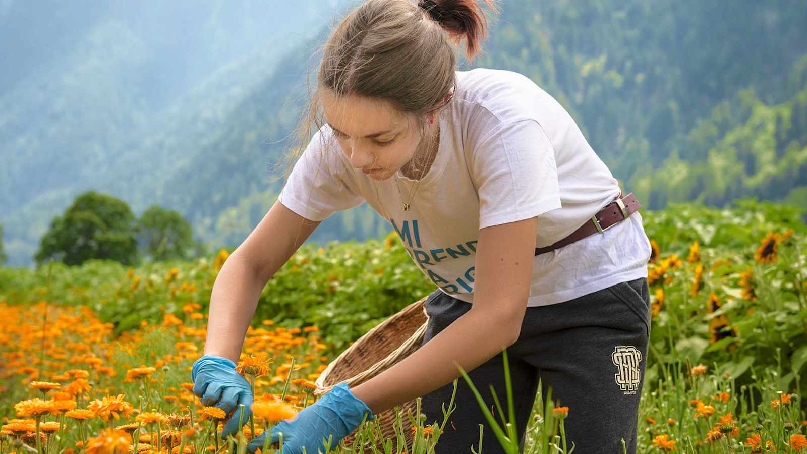 Eine Arbeiterin pflückt vorsichtig die Blüten.