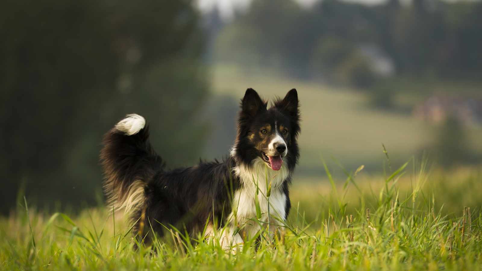 Border Collie im Gelände