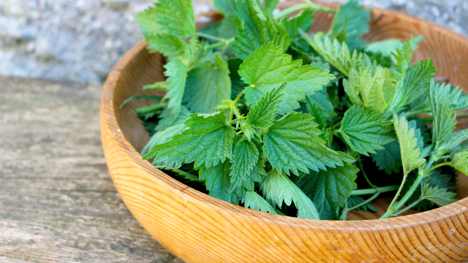 Frisch gesammelt: Die lokale Brennnessel ist ein echtes Superfood