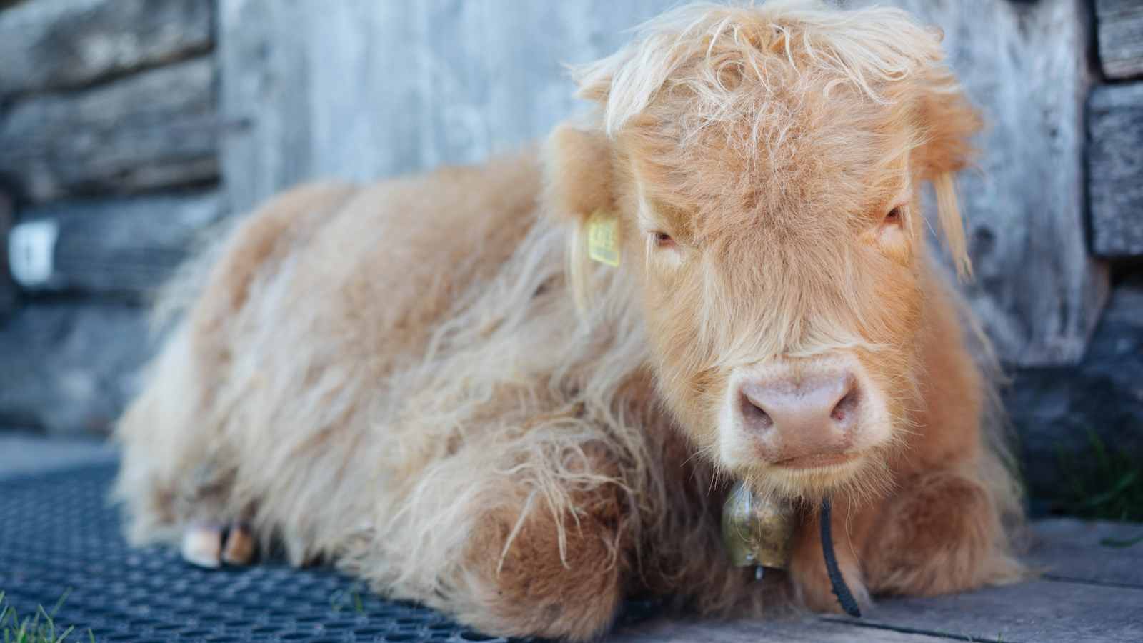 Ein Kalb auf der Fornella-Alm. 