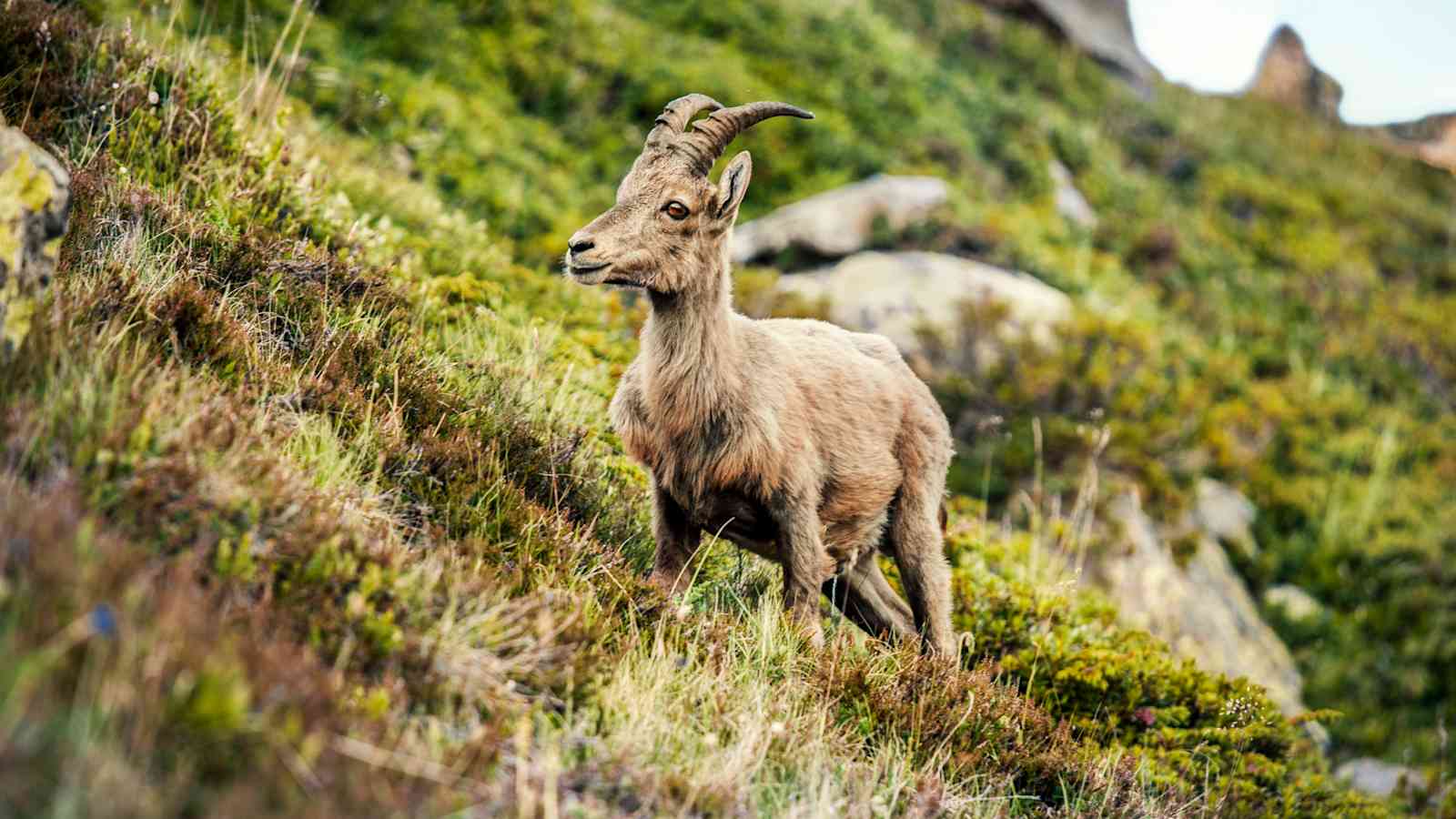 Ein Steinbock in freier Natur.