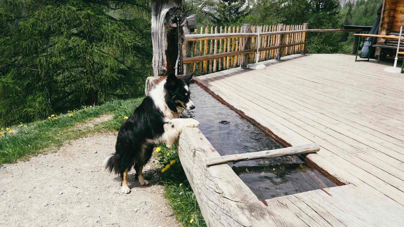 Wassertränke mit Hund