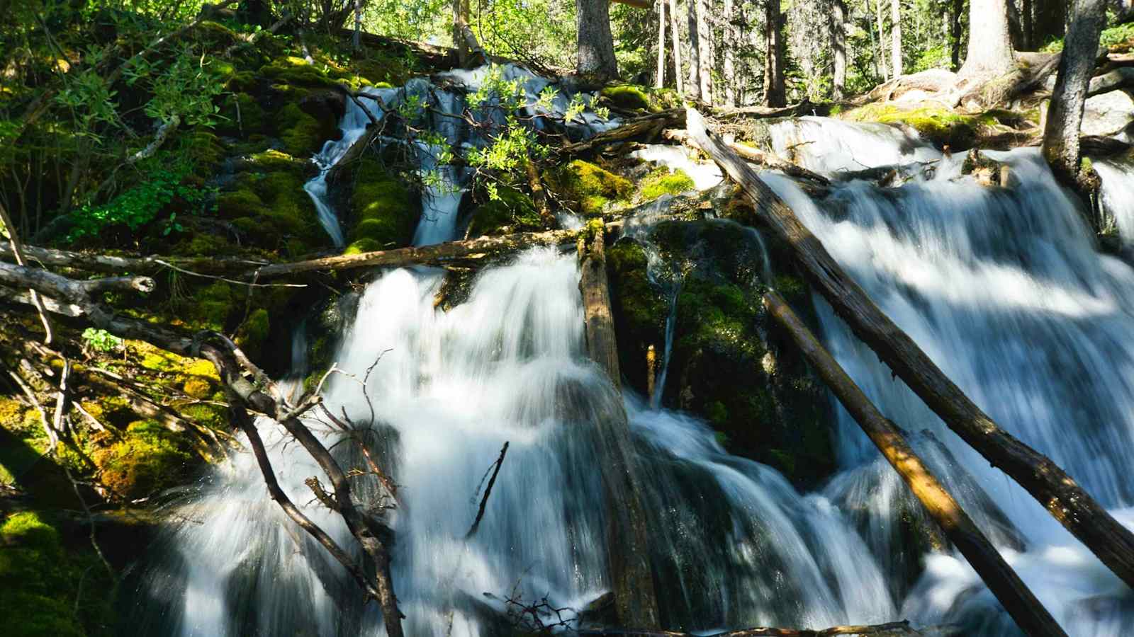 Der Wald ist ein Wasser- und CO2-Speicher.