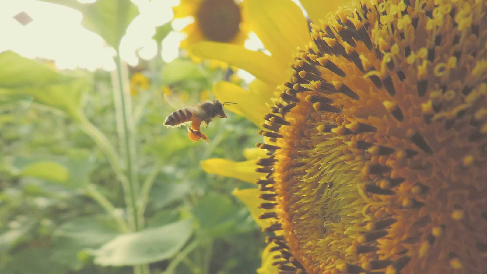 Die Biene gilt als einer der wichtigsten Bestäuber im Tierreich der Insekten