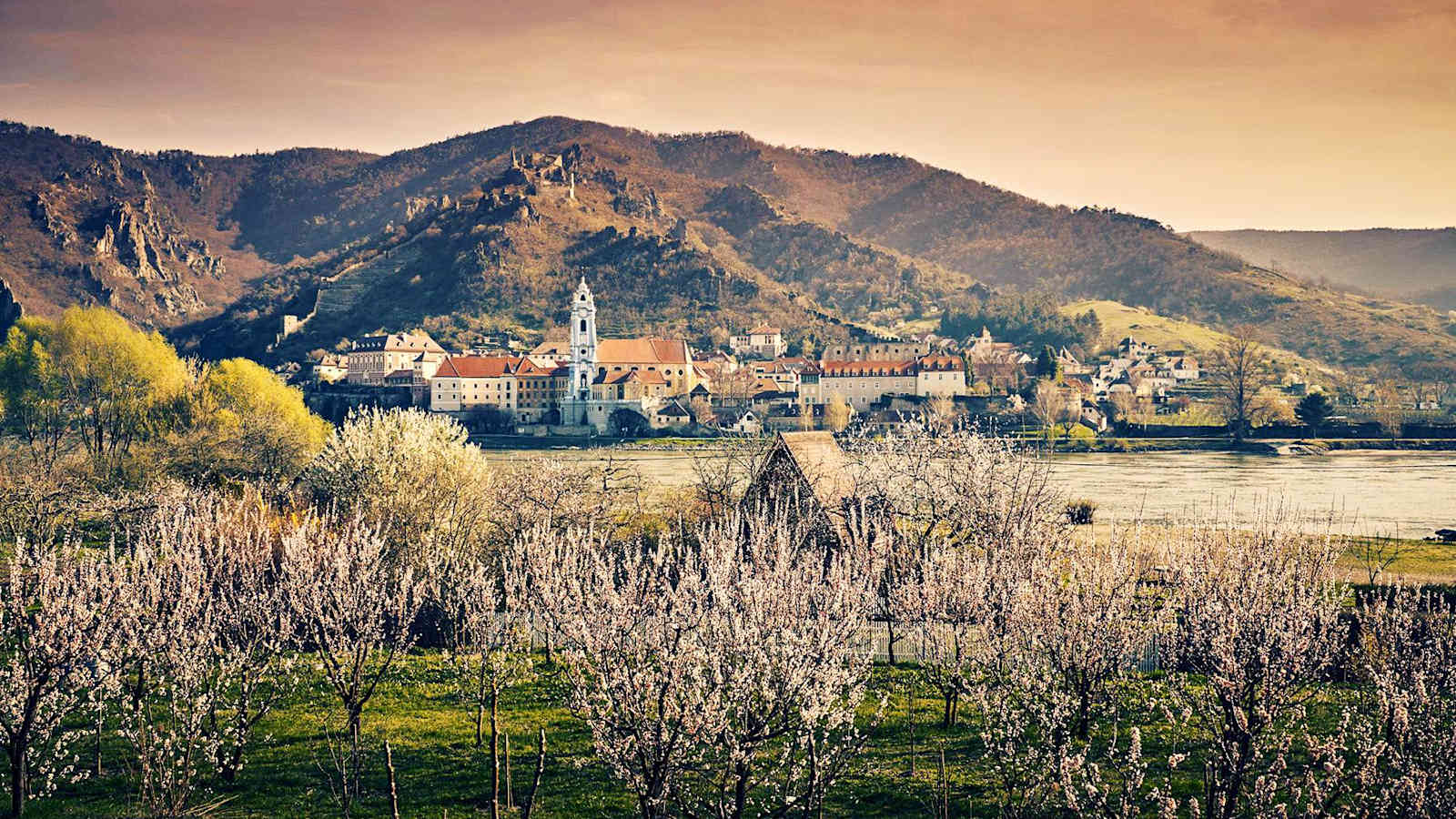 Blühende Marillenbäume vor Dürnstein, dessen blauer Turm das Wahrzeichen der Wachau ist. 