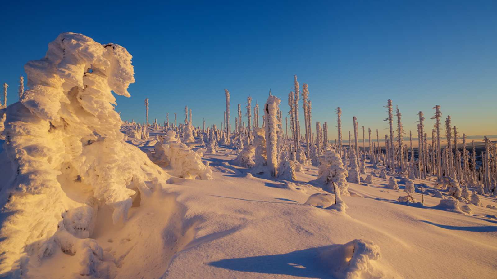 Winterwanderung Dreisessel - Hochkamm, Bayerischer Wald