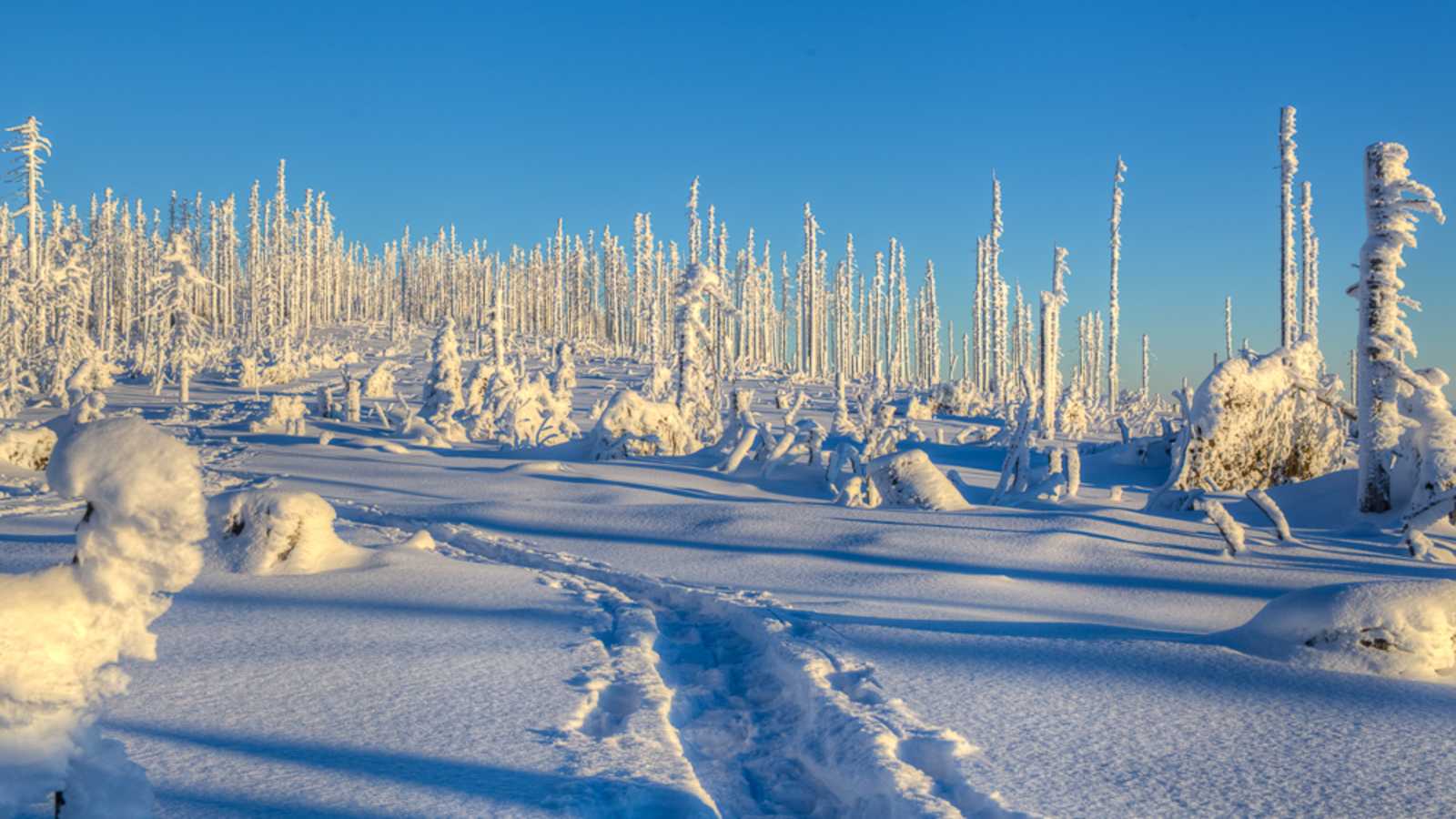 Winterwanderung Dreisessel - Hochkamm, Bayerischer Wald