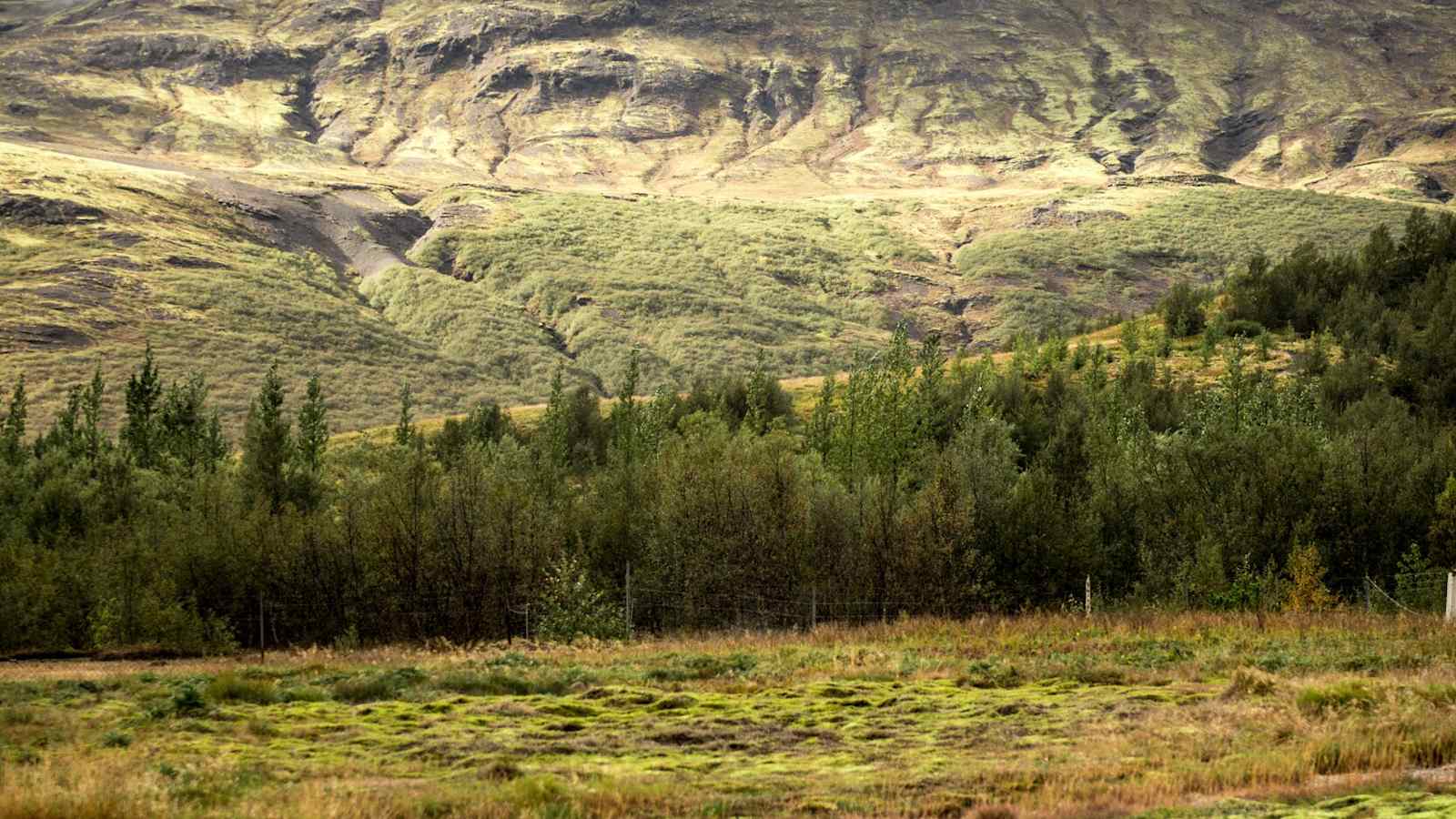 Grauer Himmel, ein leicht bewachsener Berg und Nadelbäume auf bemoostem Boden im Vordergrund 