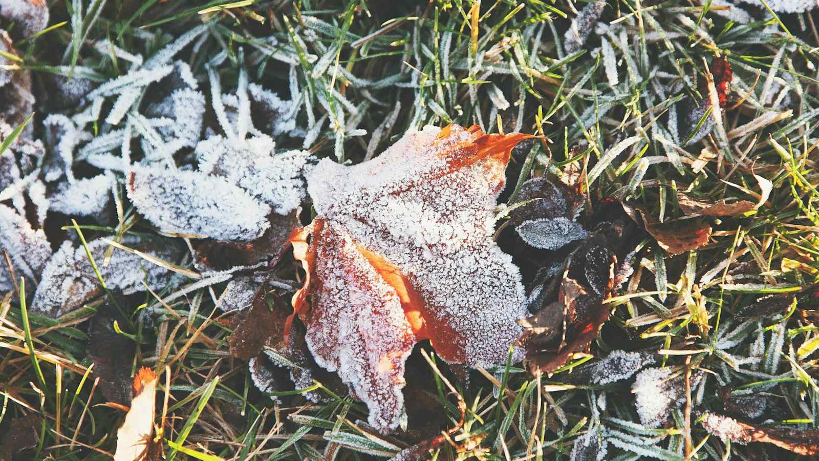 Frostfilm auf Blatt