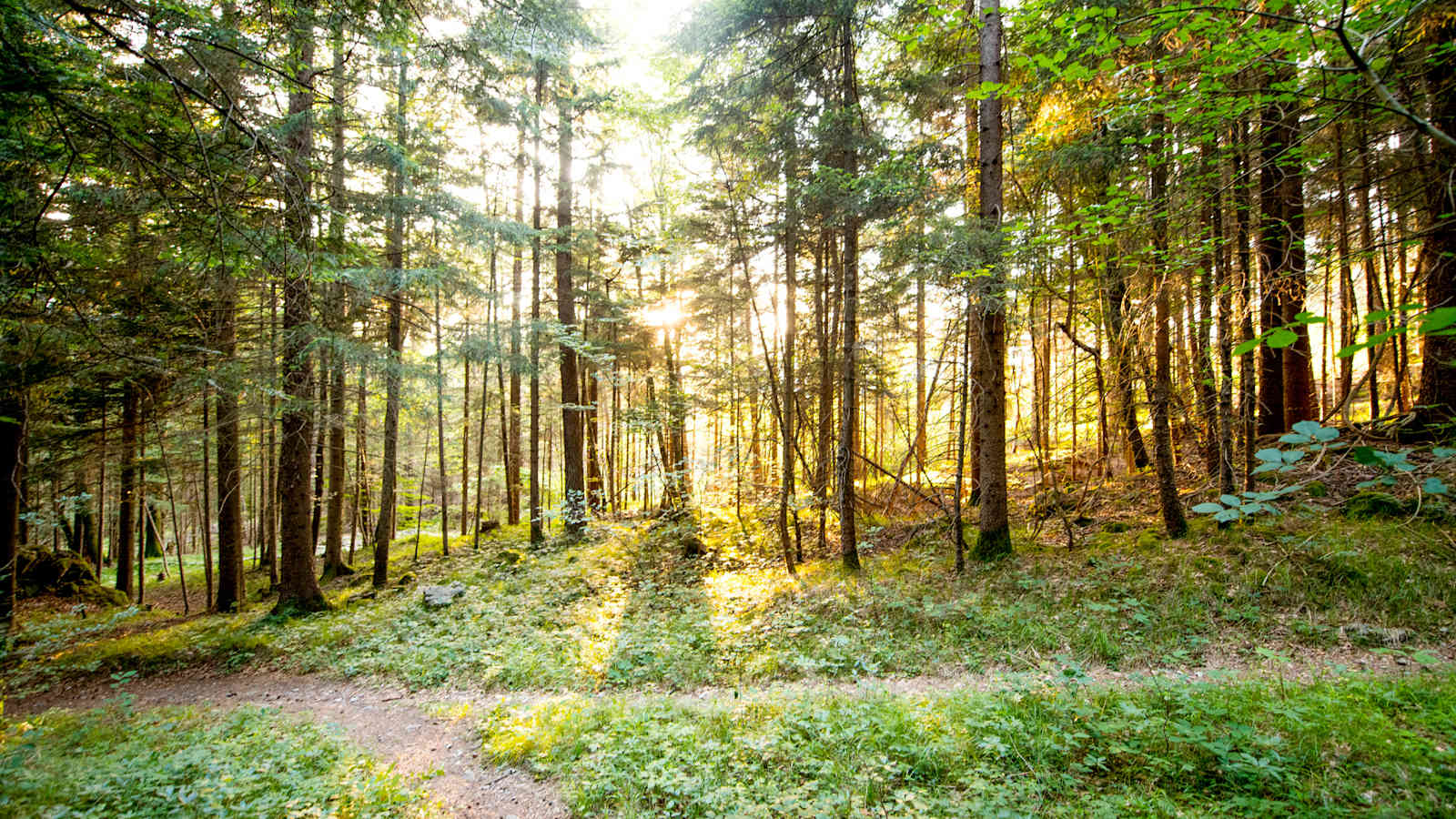 Ein wunderschöner Laubwald, die Sonne blitzt durch.