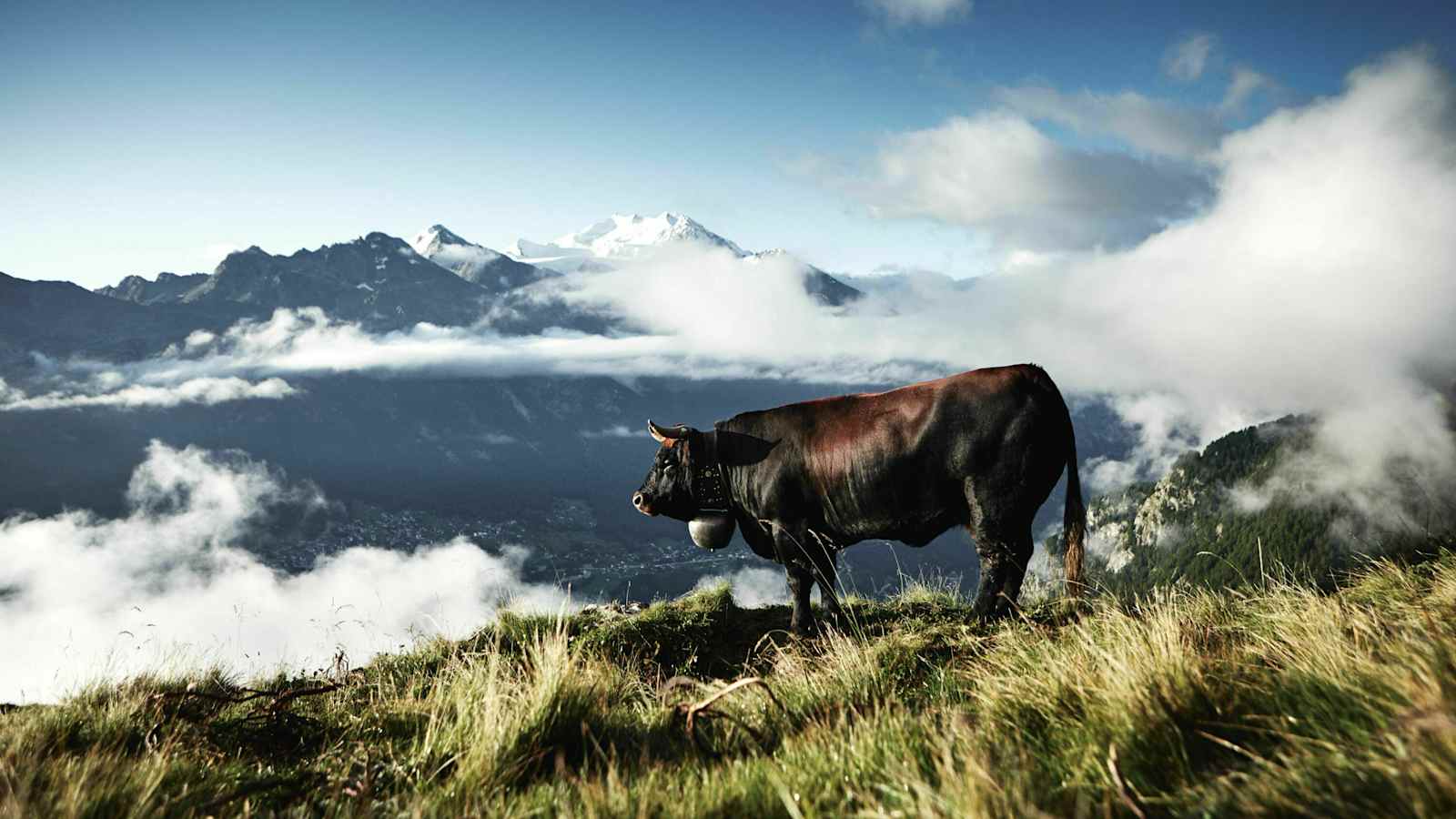 Eringer-Stier aus der Schweiz