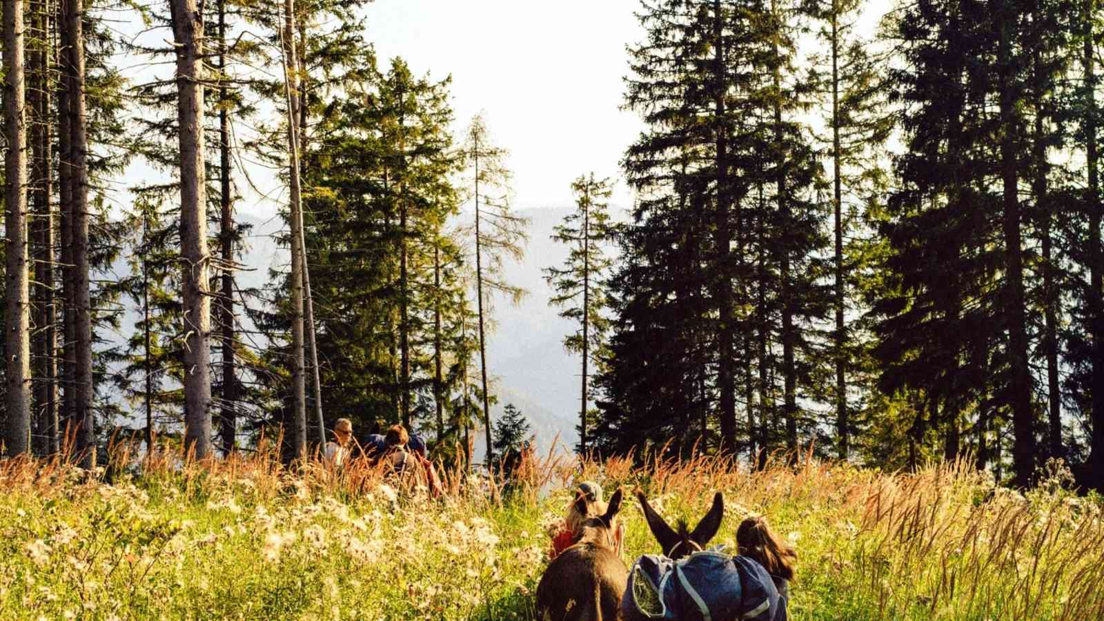 Eselwanderung über eine Waldlichtung.