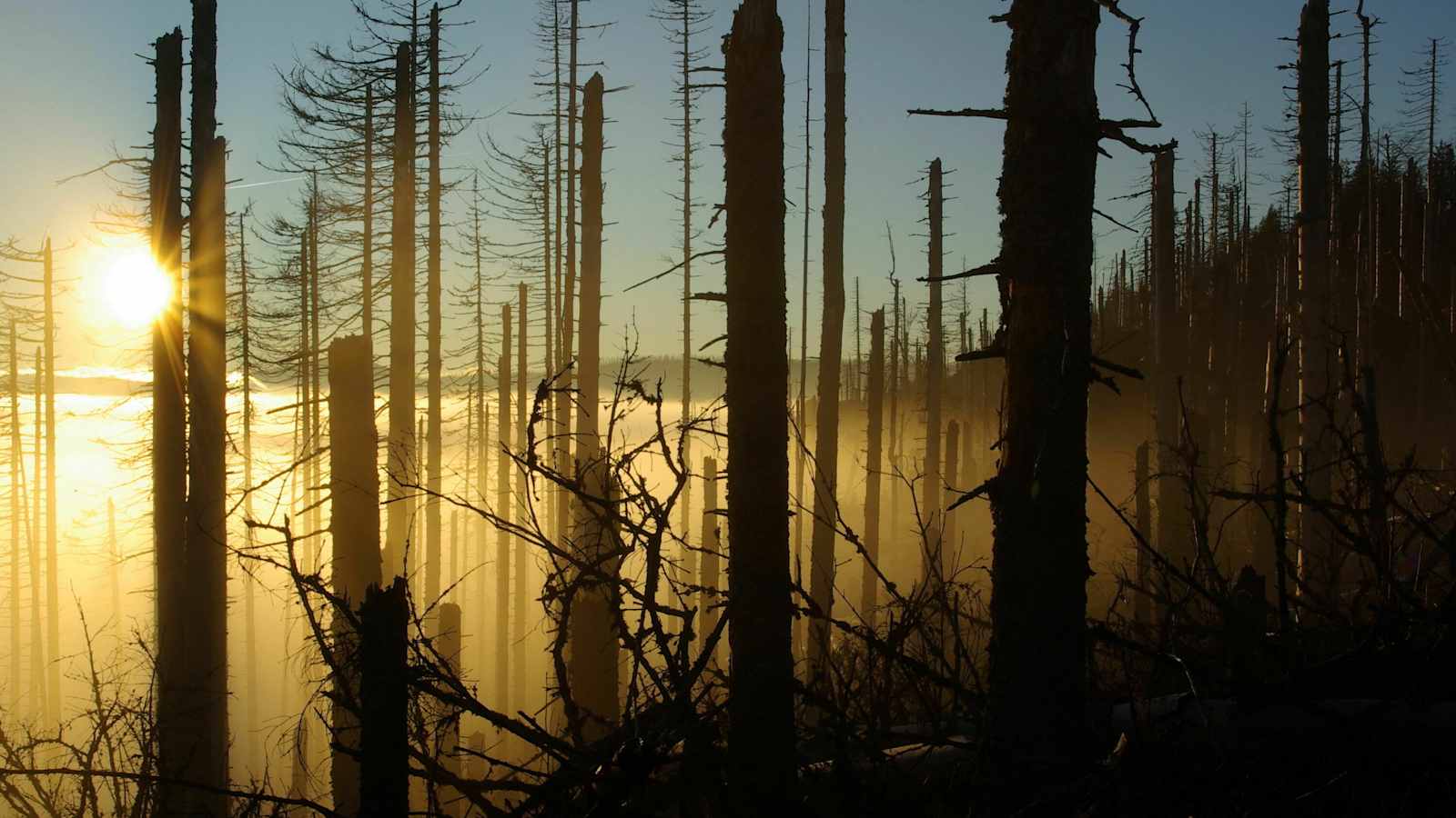 Nationalpark Bayerischer Wald