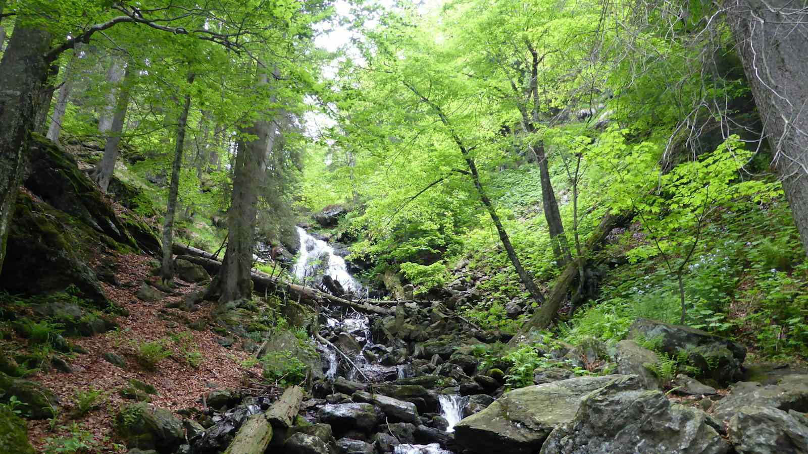 Nationalpark Bayerischer Wald