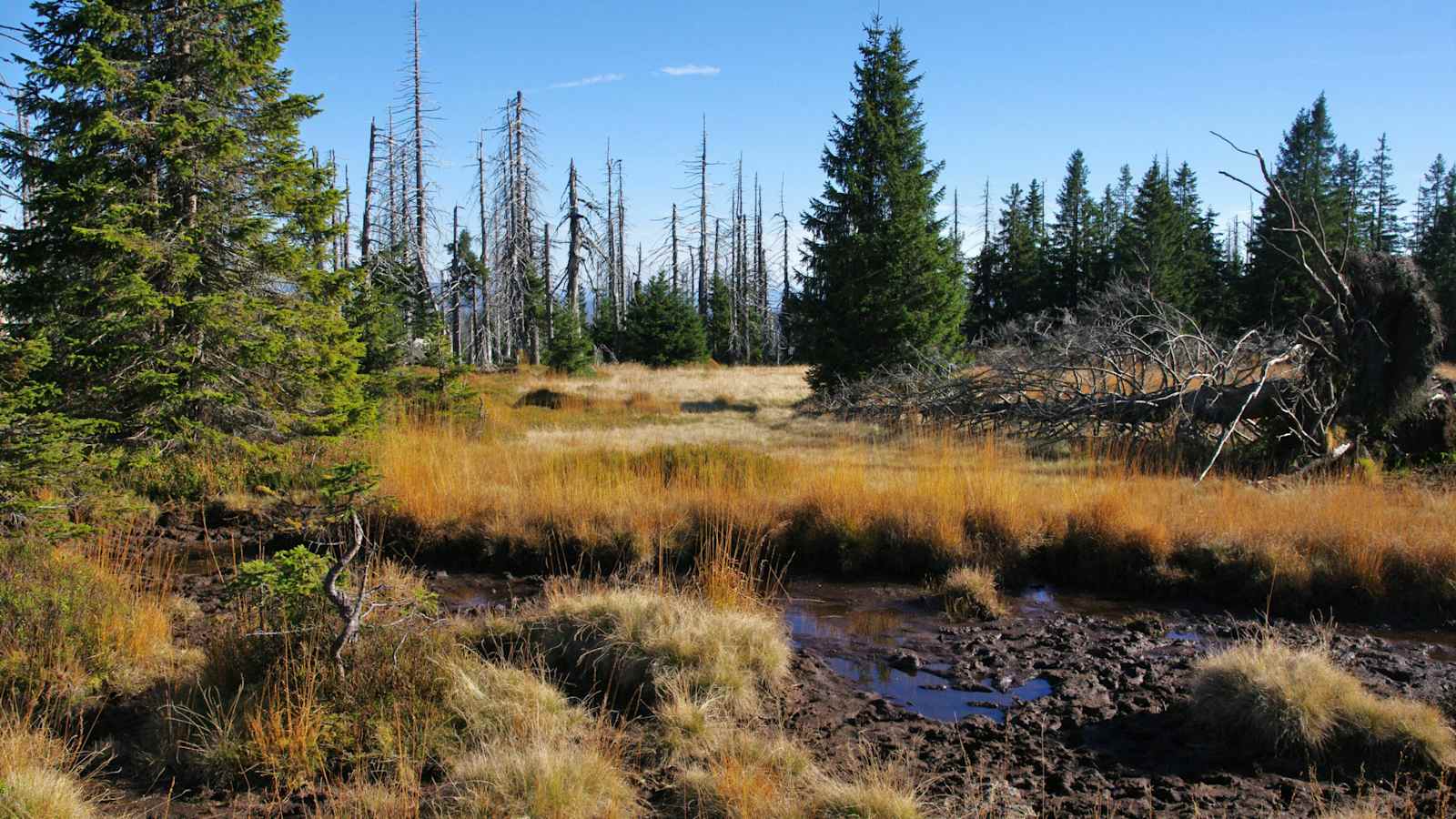 Nationalpark Bayerischer Wald