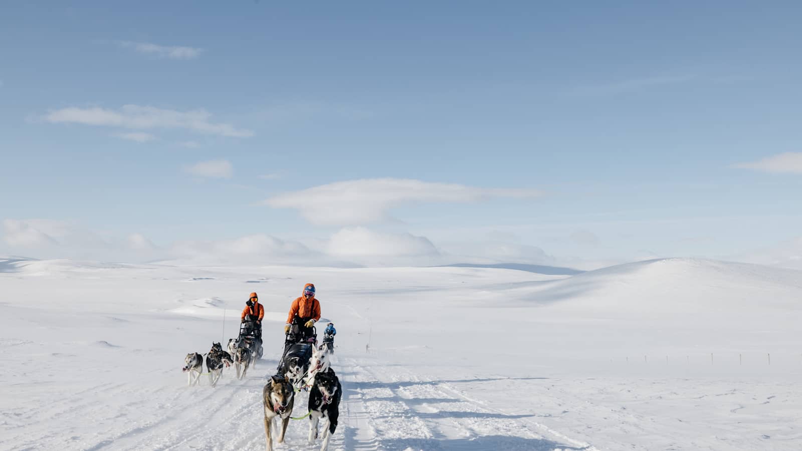 Treu und ausdauernd - unberührte Winterlandschaften mit Schlittenhunden entdecken 