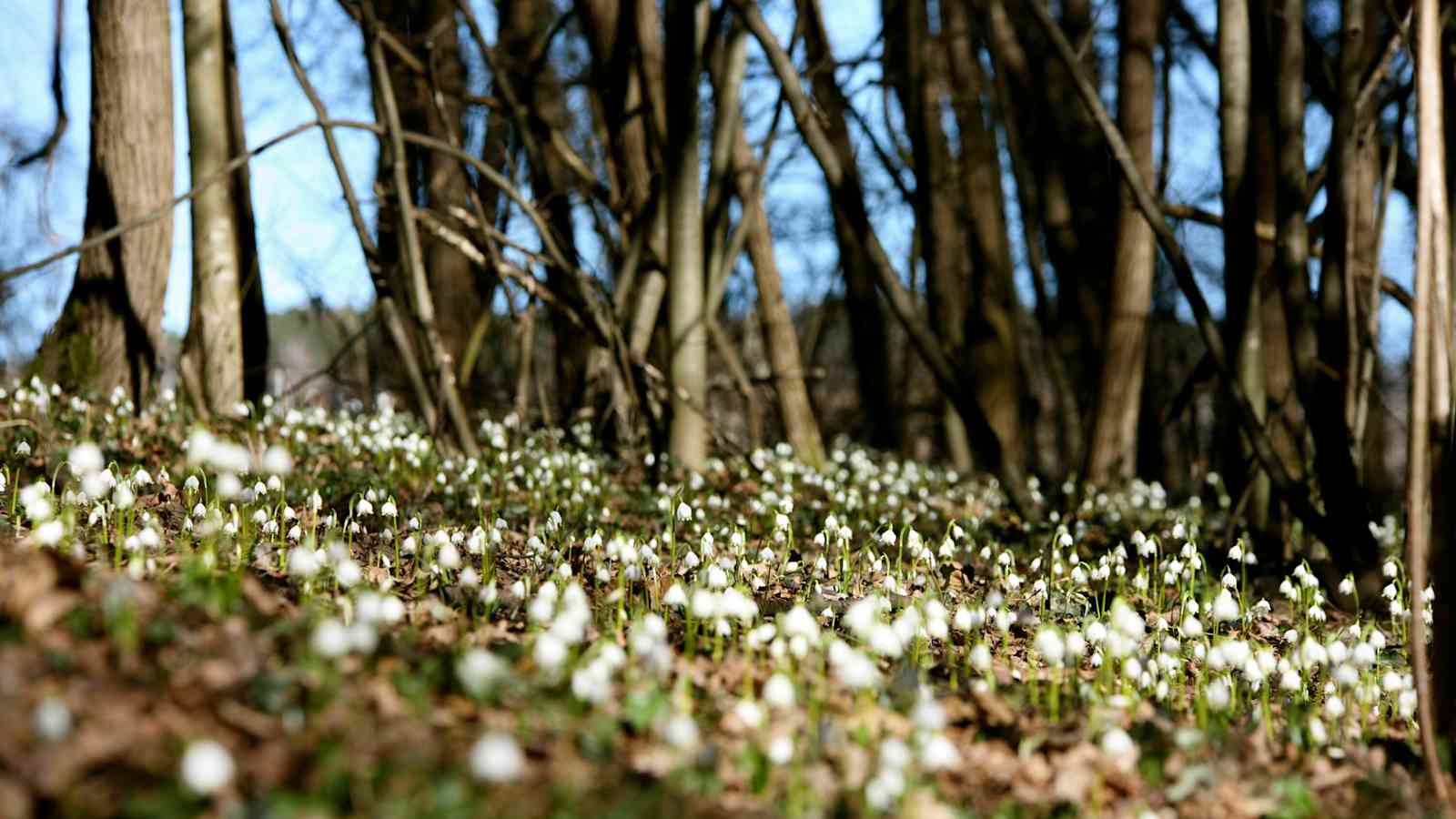 Frühlingsboten im Frühlingstal, Südtirol