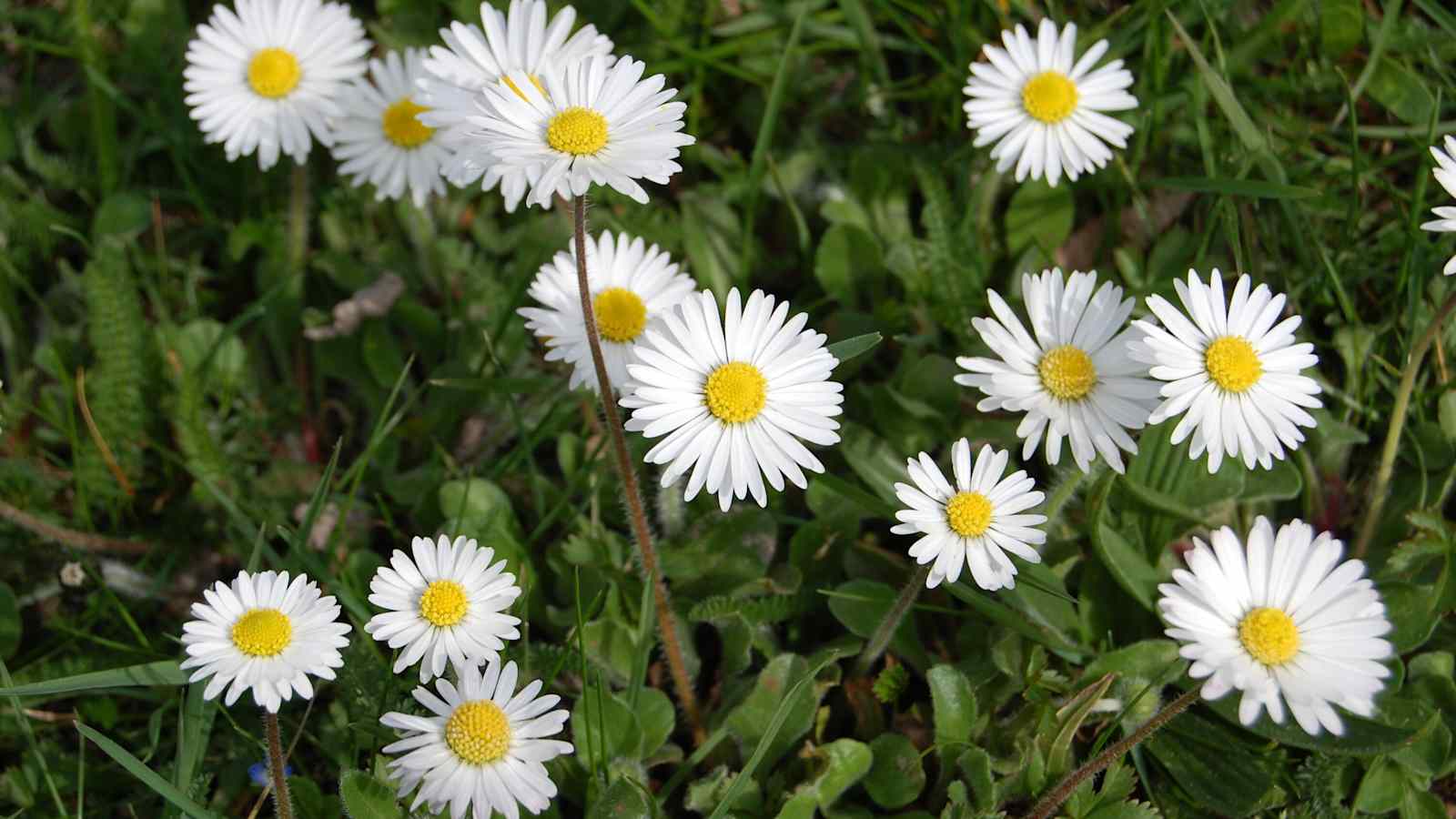 Das Gänseblümchen zählt zu den ersten Blüten des Jahres