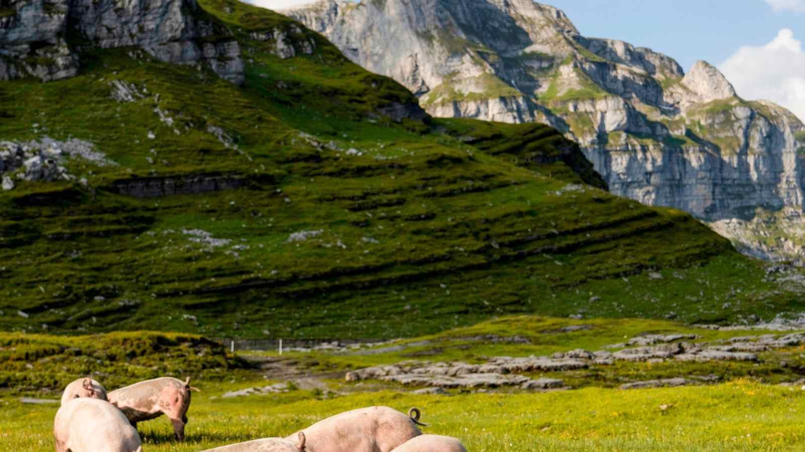 Schweine auf der Wiese.