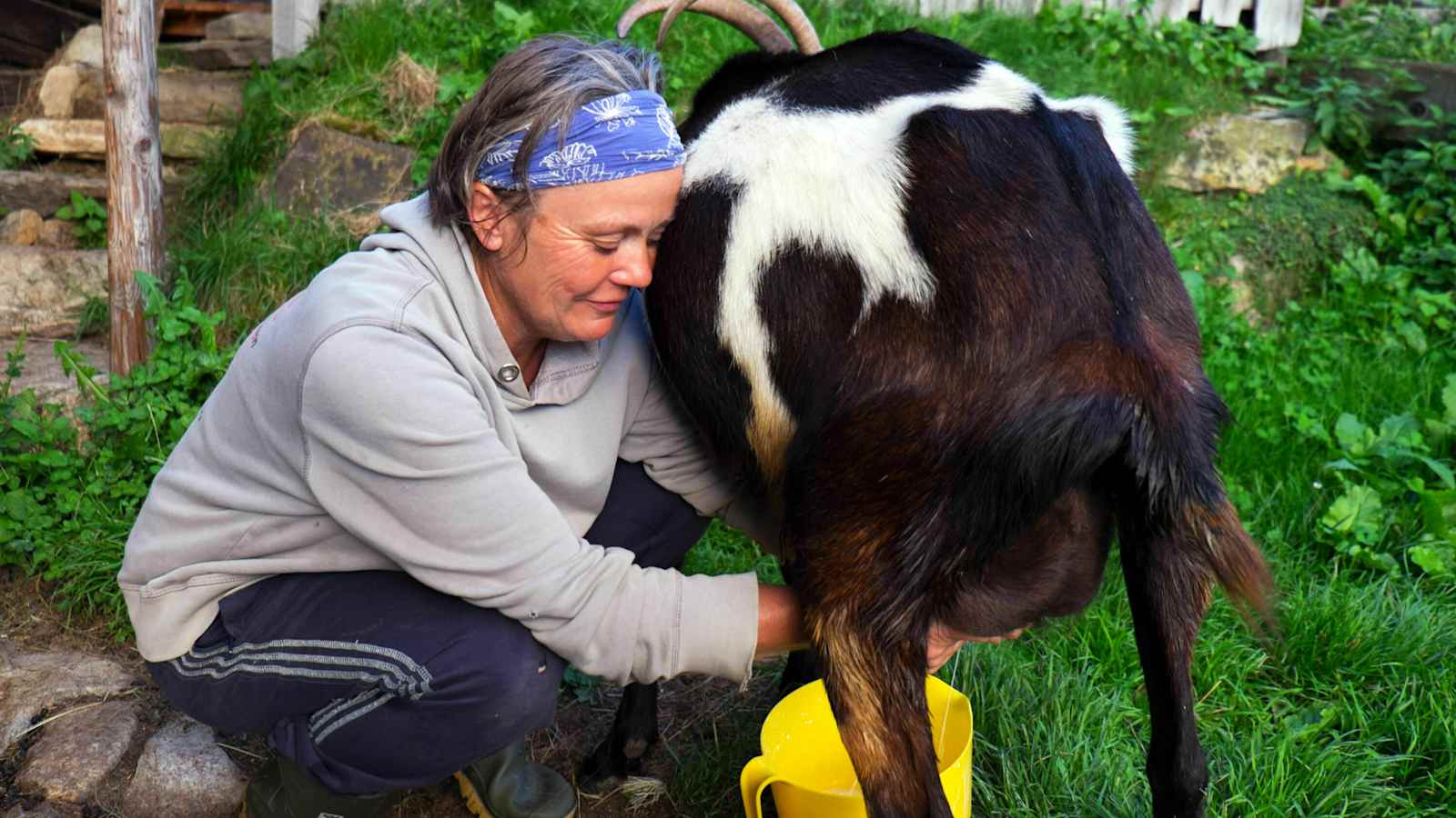 Helga Hager beim Melken