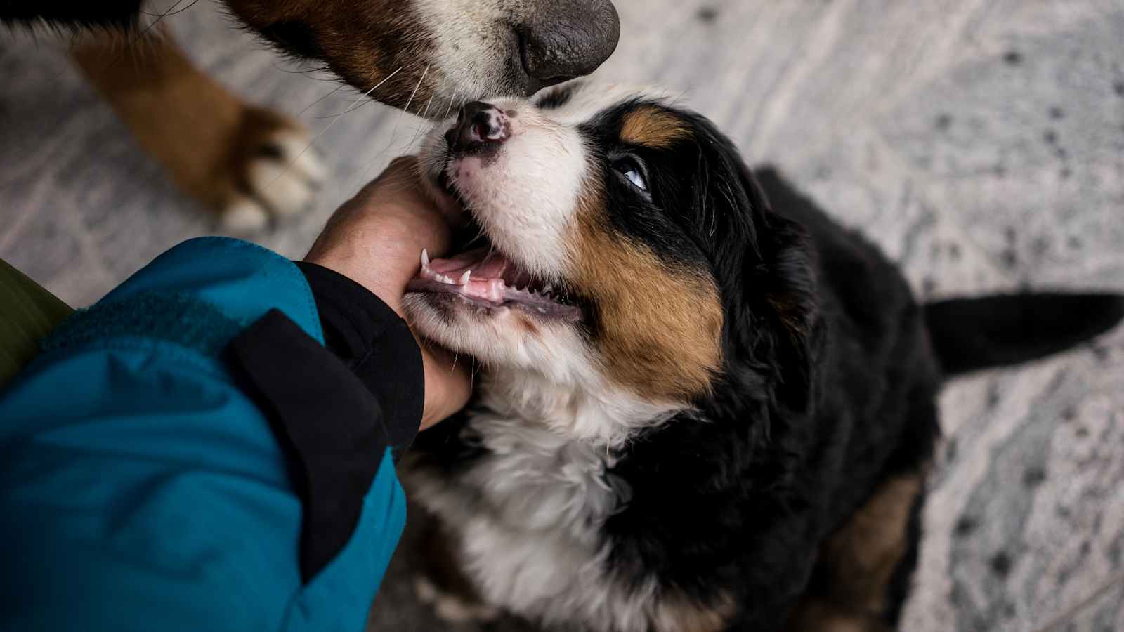 Ach Hunde freuen sich über die Wanderungen in den Bergen.