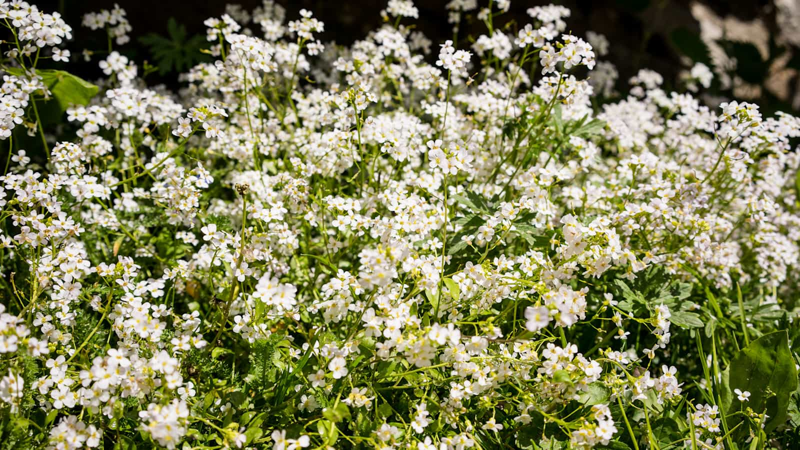 Weiß-blühende Blumen.